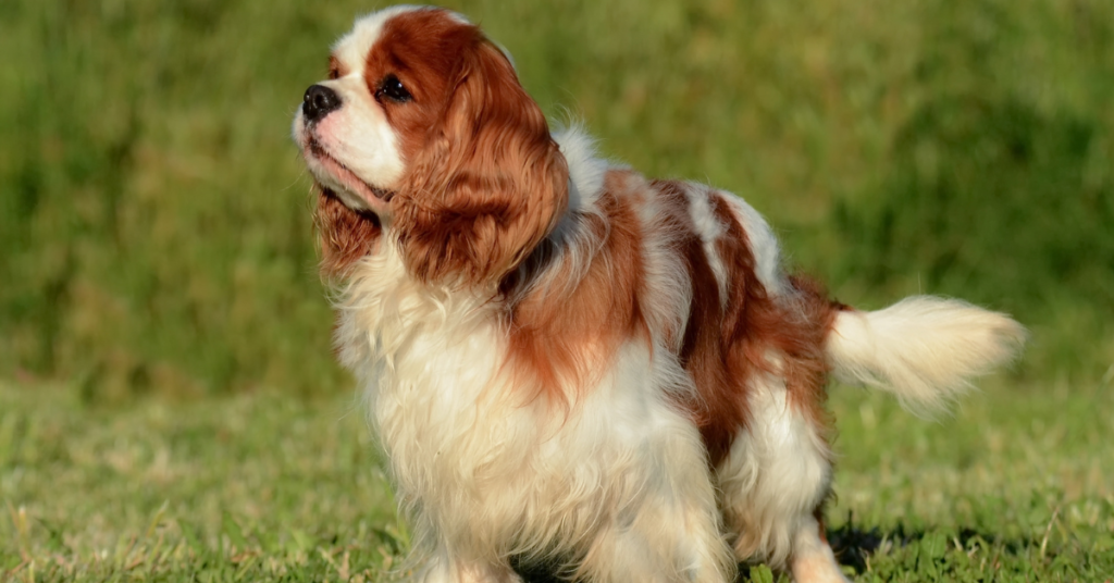Discover Beautiful Spaniels Dog - Best Family Pet Guide
