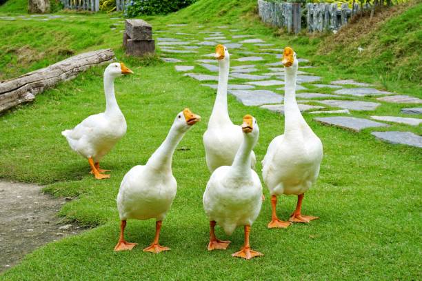 10 Fascinating Facts About Ducks: Exploring Their Unique Biology, Behavior, and Cultural Significance