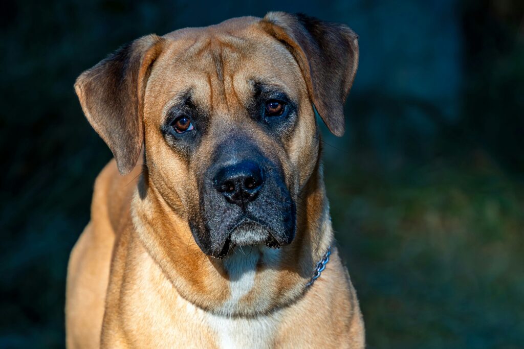 bullmastiff mix with boxer