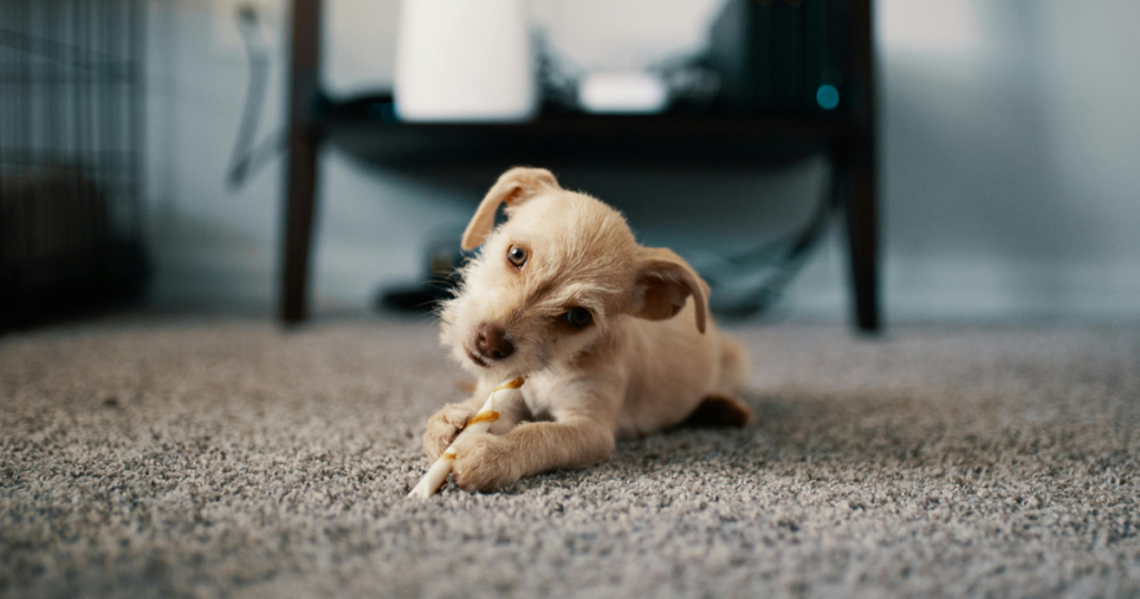 Duck Dog Toy