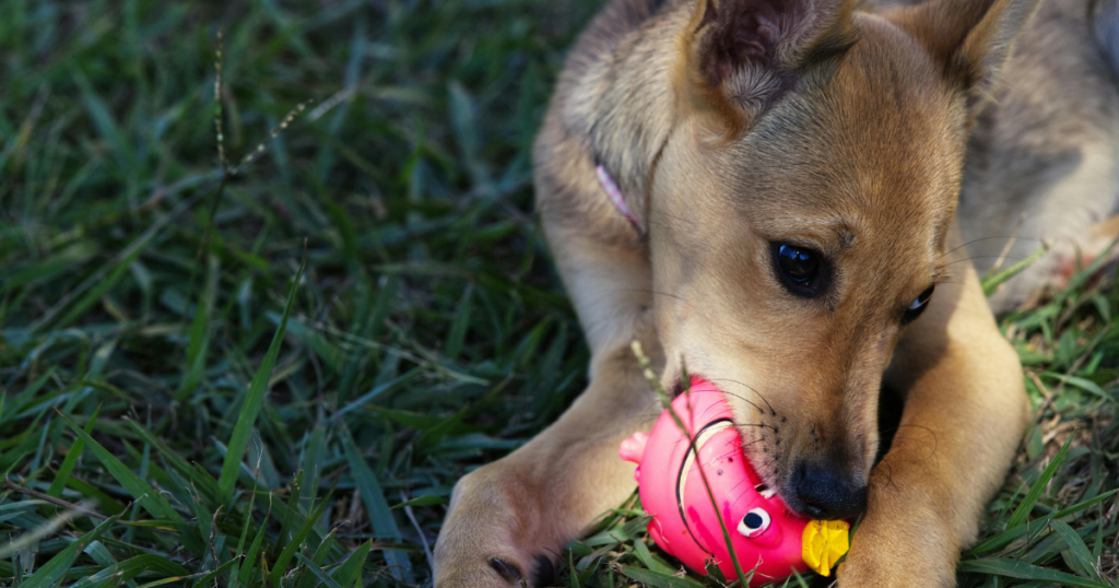 Duck Dog Toy