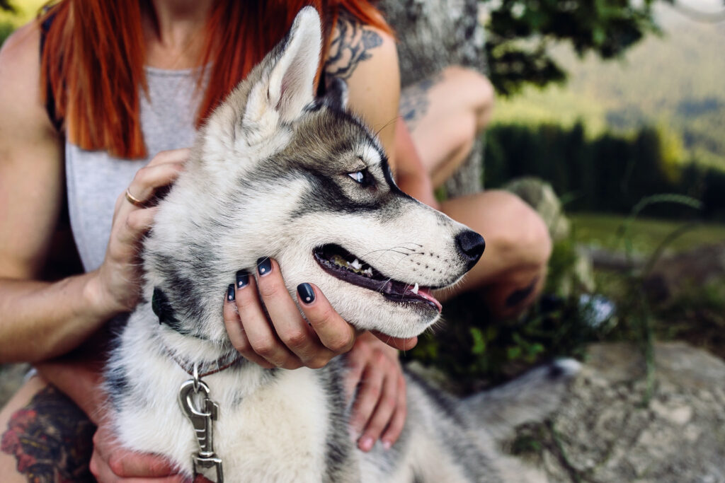 Herding Dog Training Near Me: Everything You Need to Know