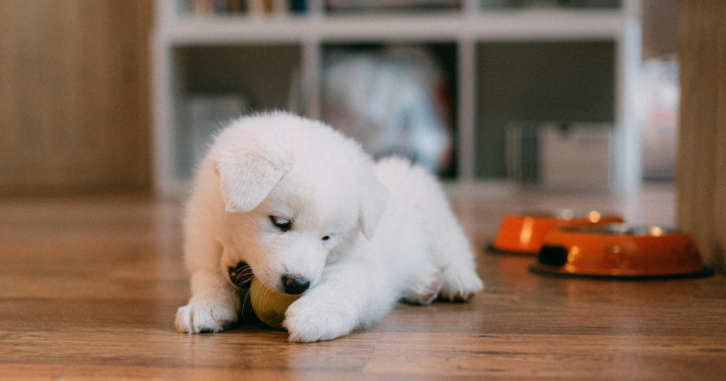 Duck Dog Toy