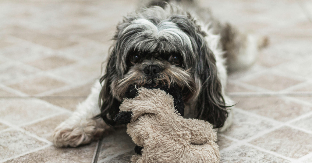 Duck Dog Toy