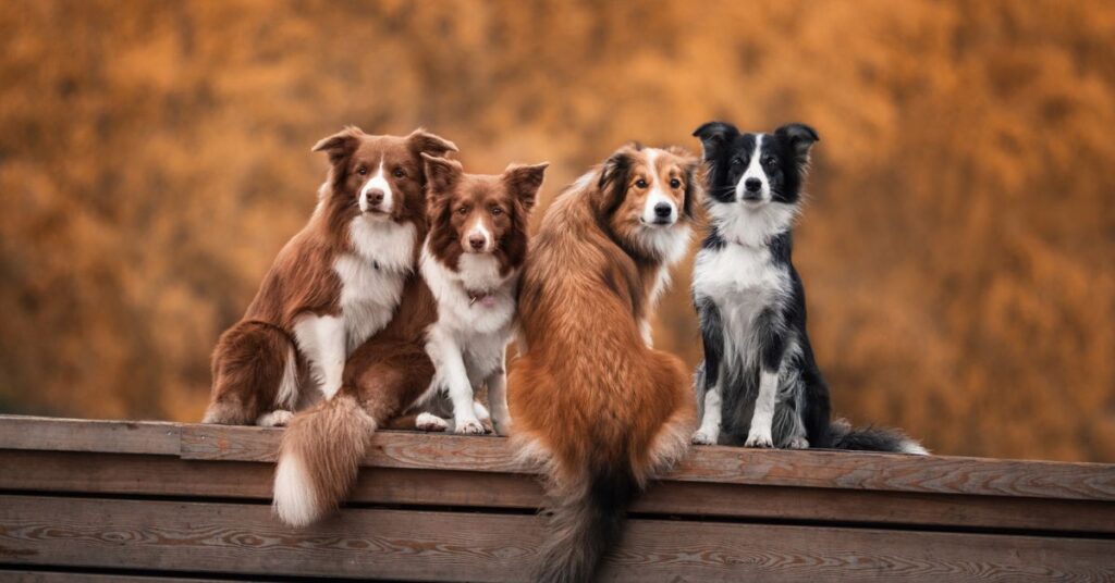 Border Collie and Australian Shepherd: A Comparison of Two Incredible Breeds 2025
