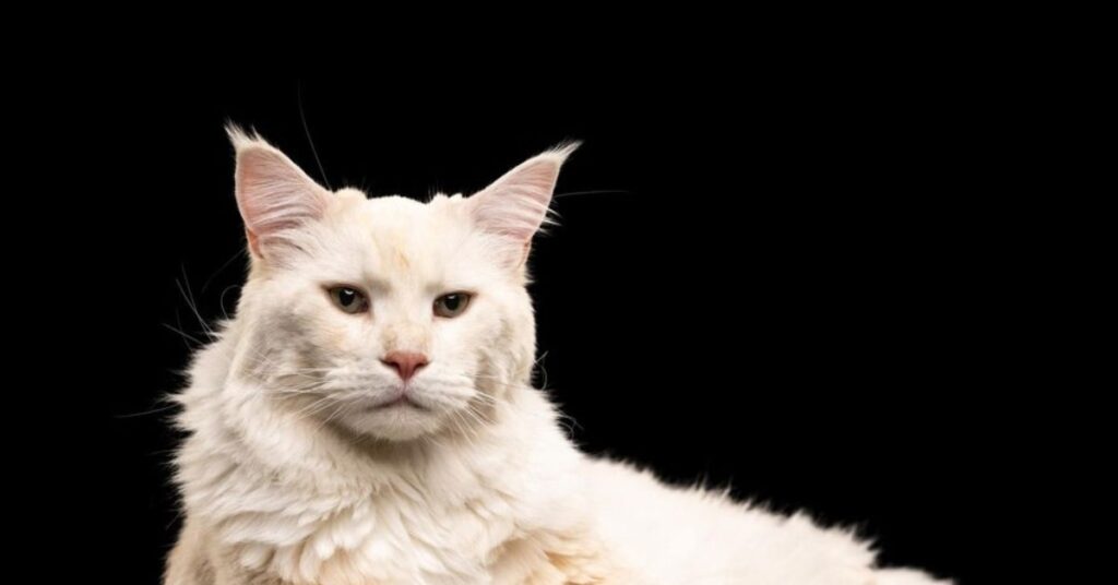 The Turkish Van Cat: The Complete Guide