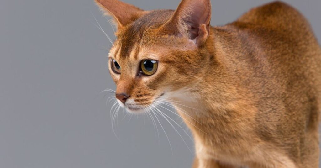 The Oriental Shorthair Cat: A Complete Guide to Its Appearance, Personality, and Care