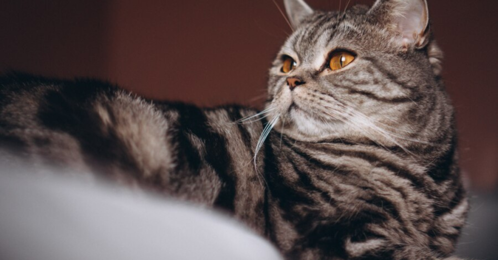 American Shorthair Cat: Everything About