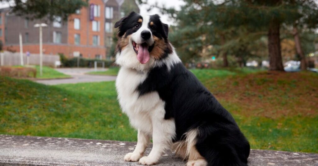 Discover Beautiful Spaniels Dog - Best Family Pet Guide
