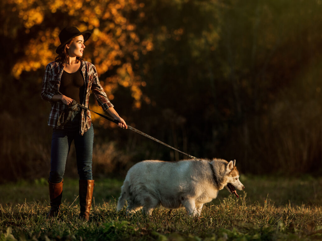 Best Cattle Herding Dogs
