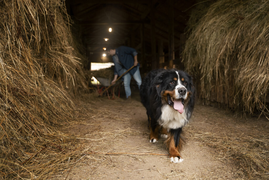 Best Cattle Herding Dogs