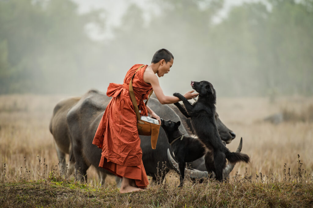 Best Cattle Herding Dogs