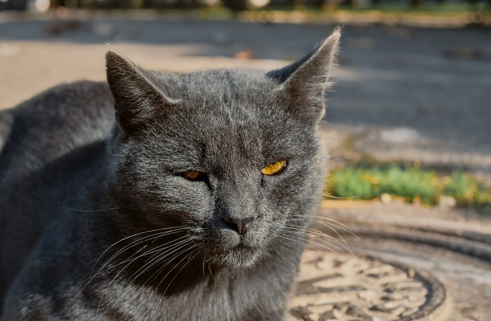 Russian Blue Cats
