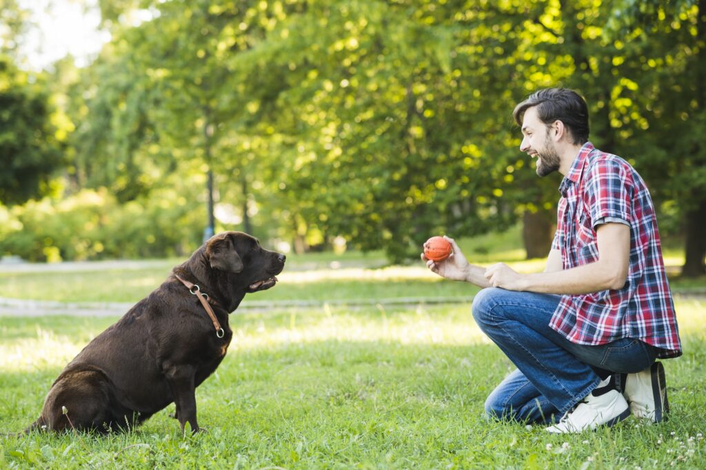 Herding Dog Training Near Me: Everything You Need to Know